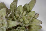 Bighead pygmycudweed